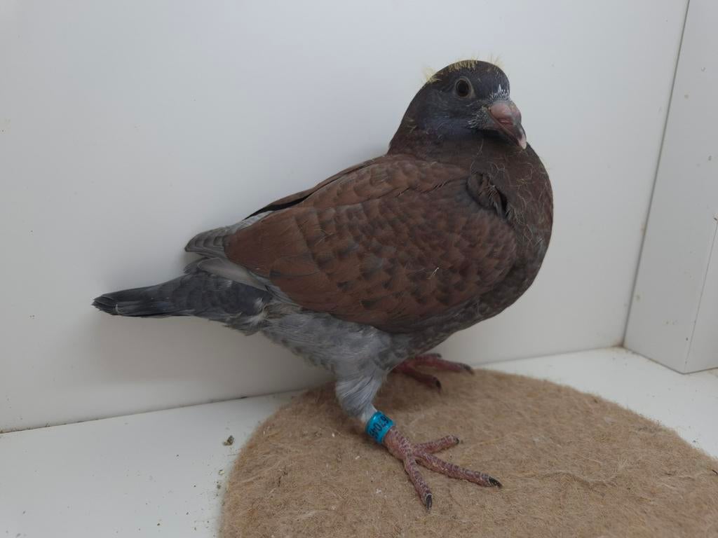 Kleurpostduif kleurpostduiven, Dieren en Toebehoren, Vogels | Duiven, Mannelijk, Postduif