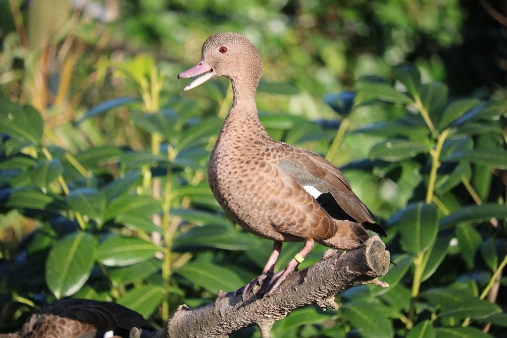 Madagaskartalingen (siereenden), Meerdere dieren, Eend