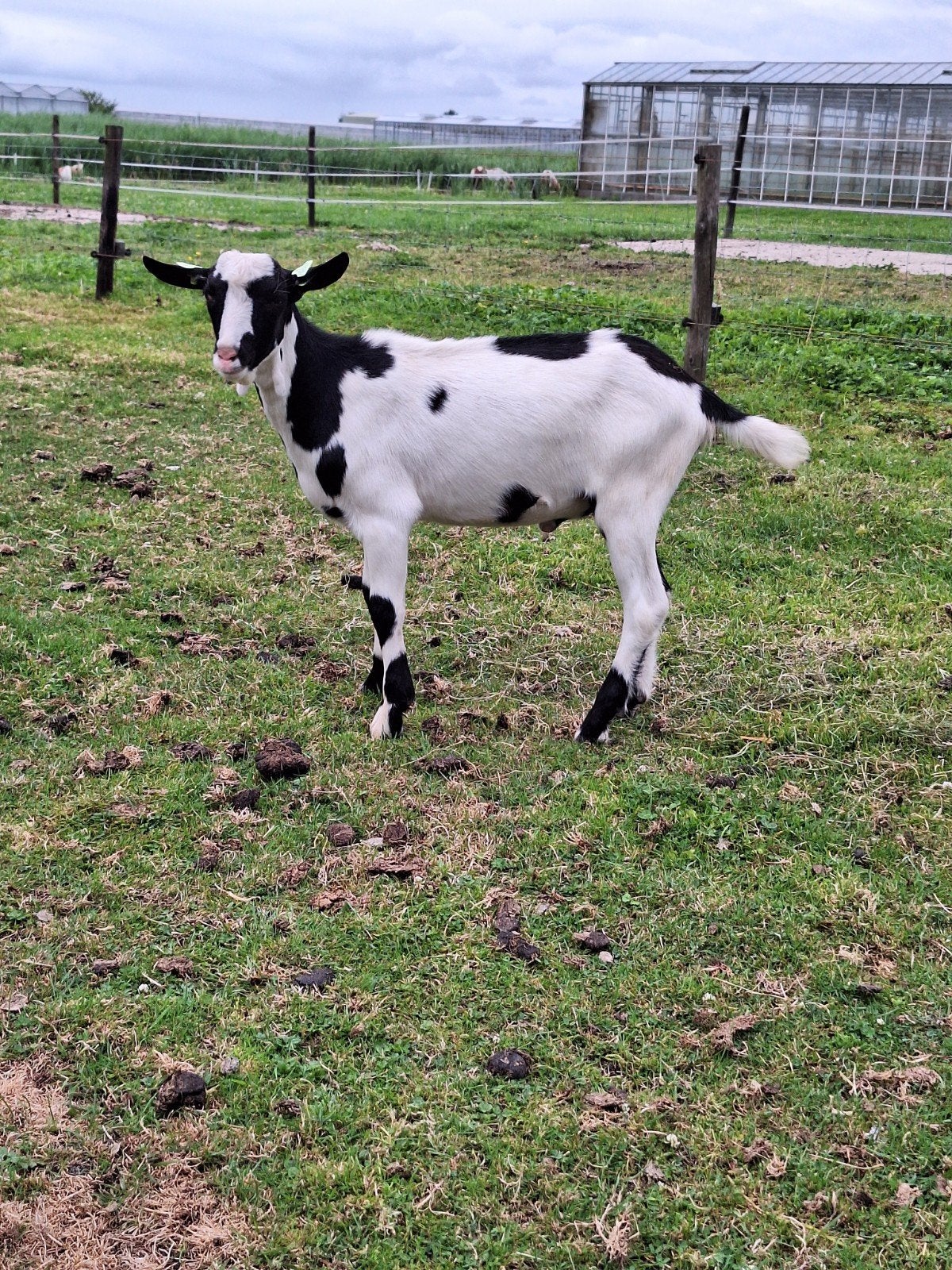 Te koop, goed ontwikkelde zwartbonte dekbok met lelletjes, Dieren en Toebehoren, Mannelijk, Geit