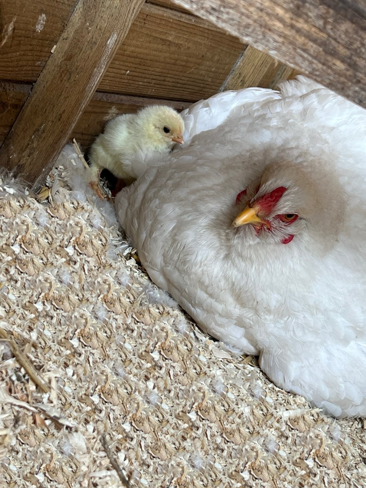 Brahma kippen en haan. Kleur wit., Dieren en Toebehoren, Pluimvee, Meerdere dieren, Kip
