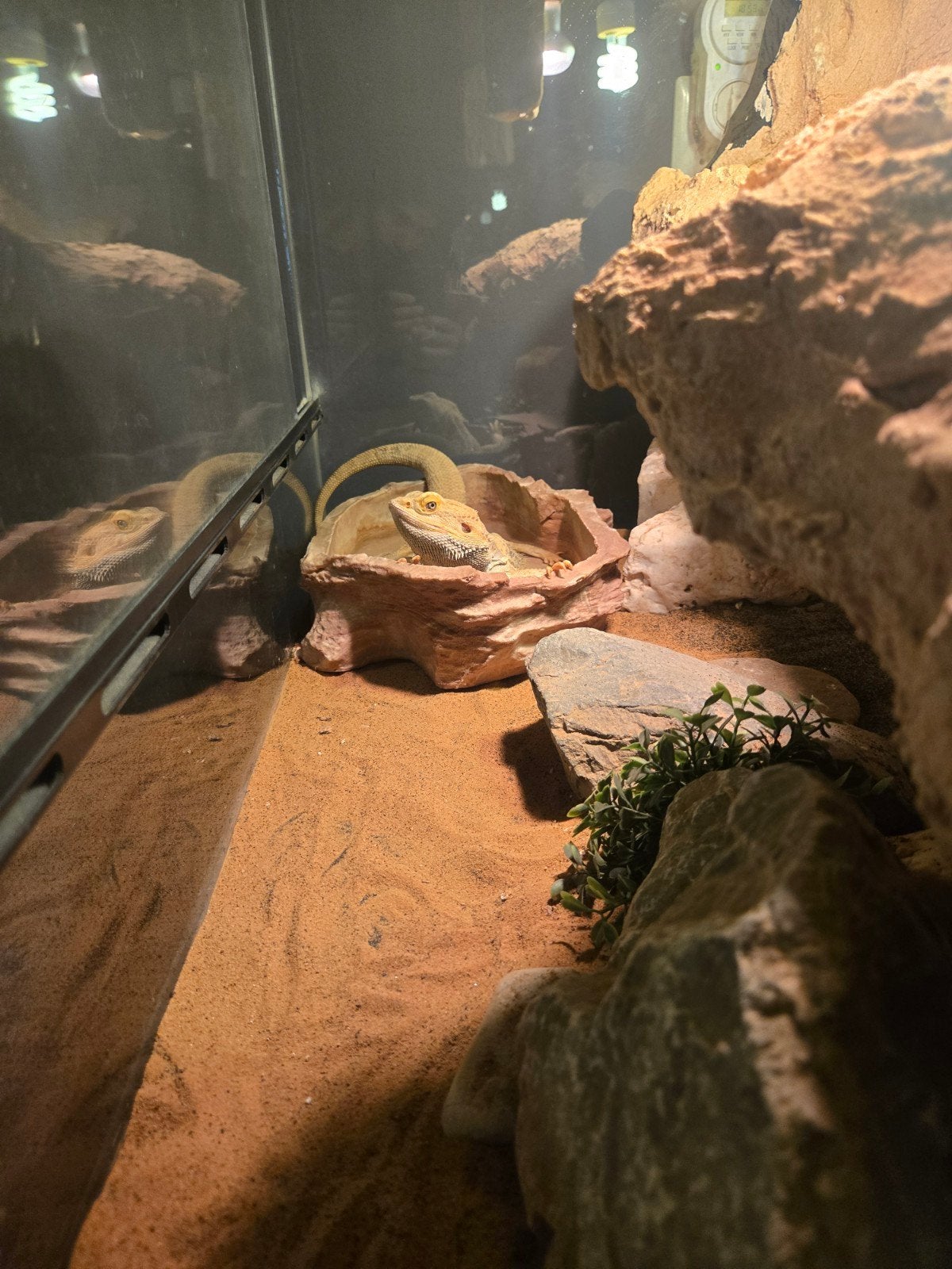 Lieve Baardagaam Met Terrarium En Terrariumkast Bearded Dragon photo 9