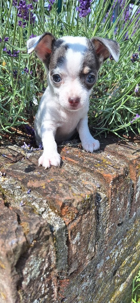 Te koop Chihuahua pups!, 8 tot 15 weken, Meerdere, Meerdere dieren, Chihuahua
