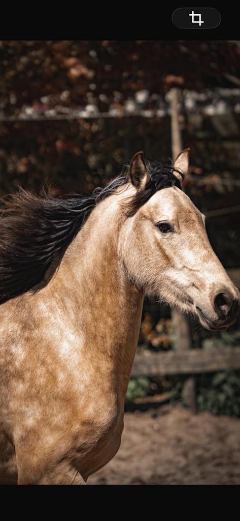 Lusitano x andalusier valk merrie bijna 3, Dieren en Toebehoren, Paarden, Merrie, Minder dan 160 cm, Dressuurpaard, 3 tot 6 jaar