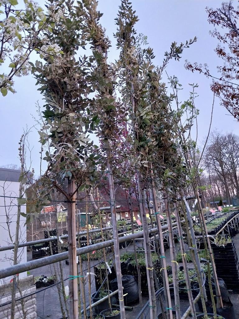 Steeneiken bomen hoogstam, Ophalen, Volle zon, Overige soorten