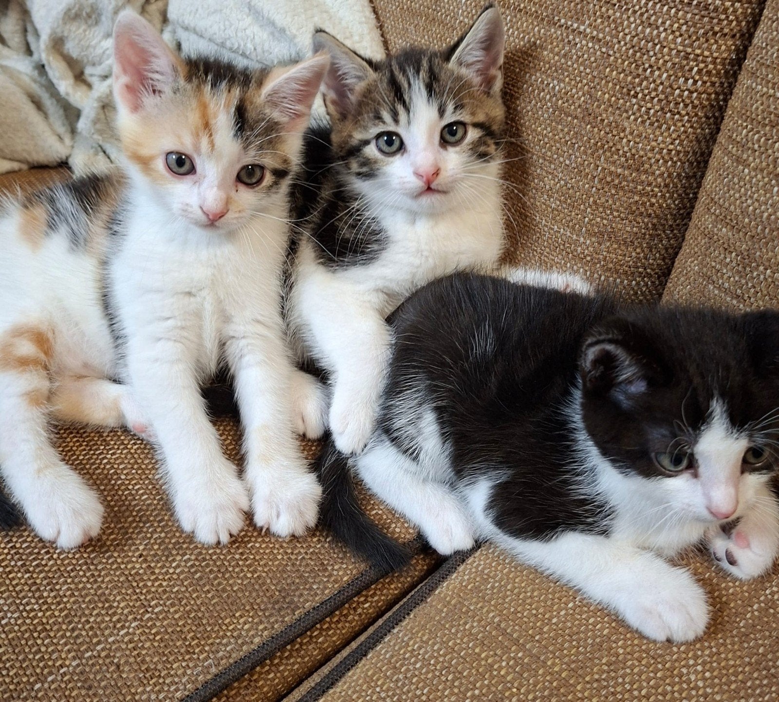 Schatig kittens, Dieren en Toebehoren, Meerdere dieren, Kortharig, 0 tot 2 jaar