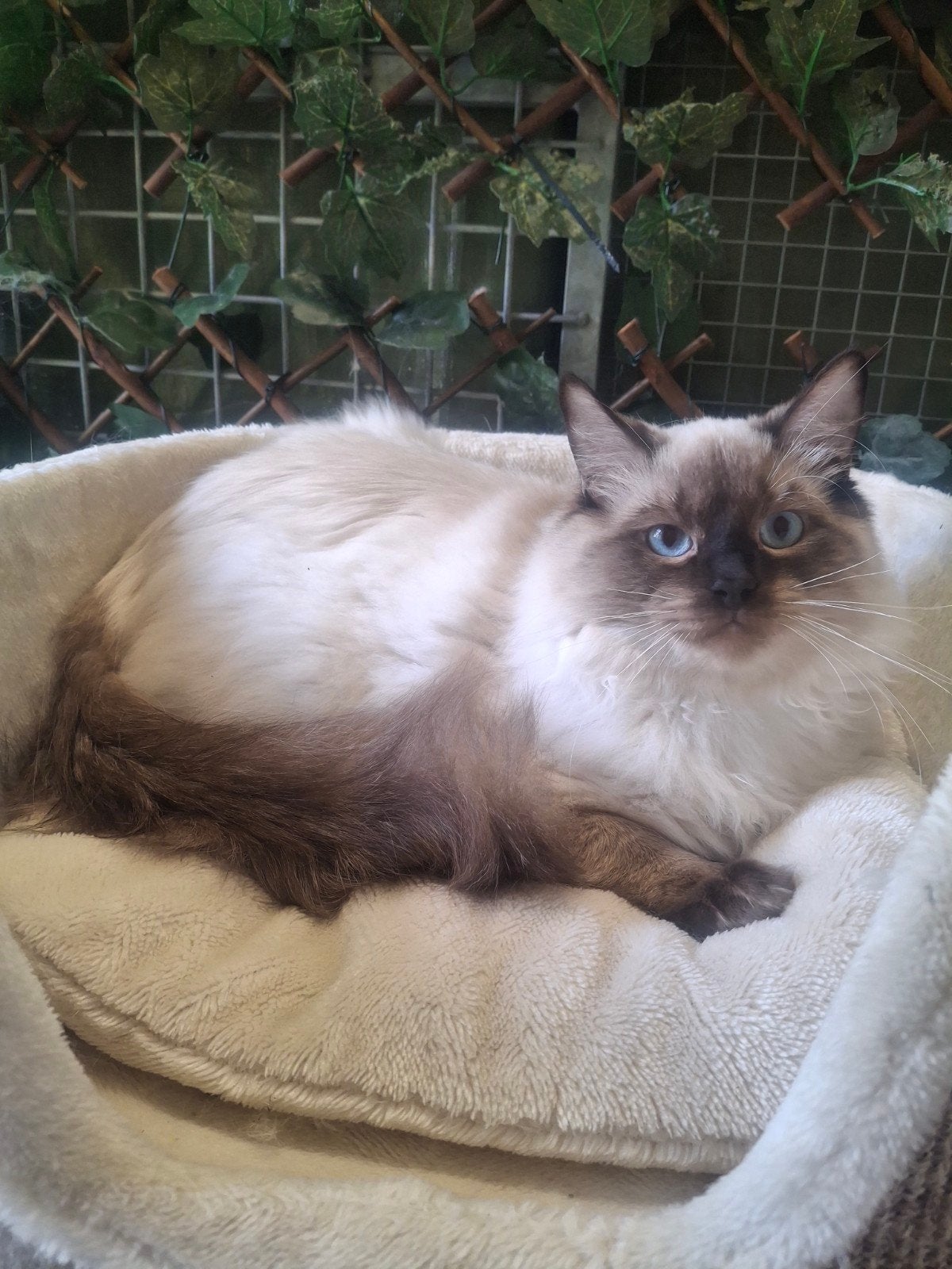 Seal point ragdoll dekkater met stamboom+getest, Kater, Met stamboom