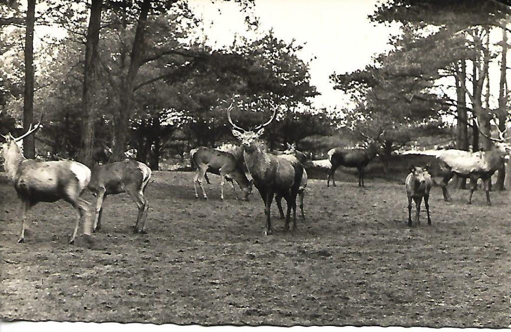 Gelderland- -Edelherten op de Veluwe., Verzamelen, Verzenden, 1940 tot 1960, Gelopen, Gelderland