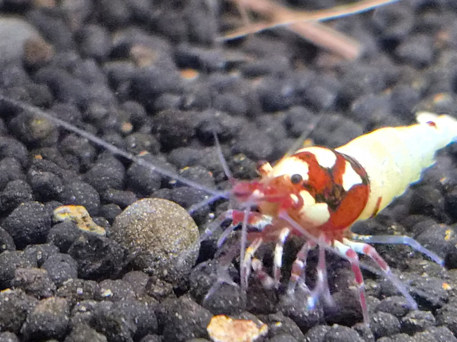 Red Spot Head Pinto garnalen high grade. Caridina rood wit, Dieren en Toebehoren, Kreeft, Krab of Garnaal