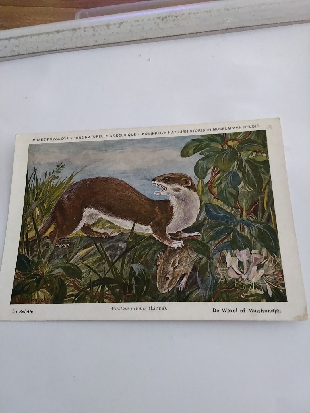 DE WEZEL. OF. MUISHONDJE, Ophalen of Verzenden, Voor 1920, Overige thema's