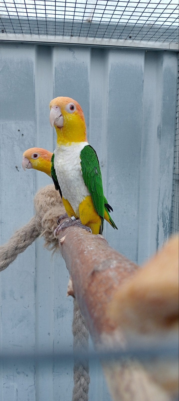 Koppel 1-1 Roestkop caique geeldij 2021, Dieren en Toebehoren, Vogels | Parkieten en Papegaaien