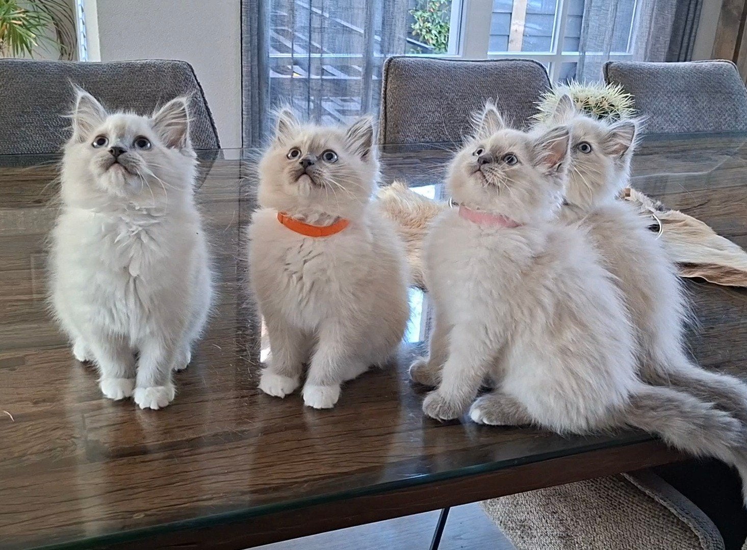 Blue point en blue mitted Ragdoll kittens met stamboom, Meerdere dieren, Met stamboom, 0 tot 2 jaar