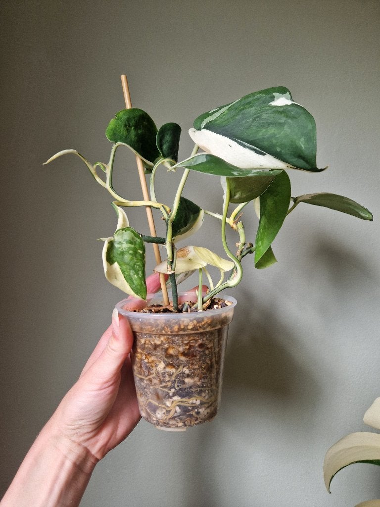 Scindapsus Jade Satin variegata, Ophalen of Verzenden, Halfschaduw, Minder dan 100 cm