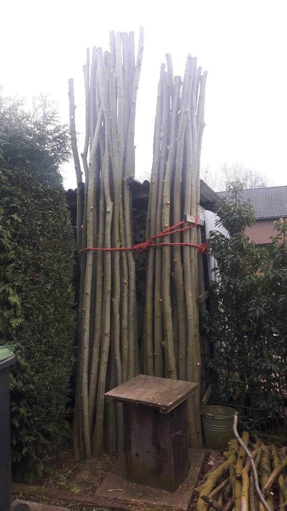Knotwilgen stekken, Overige soorten, Minder dan 100 cm, Zomer, Ophalen