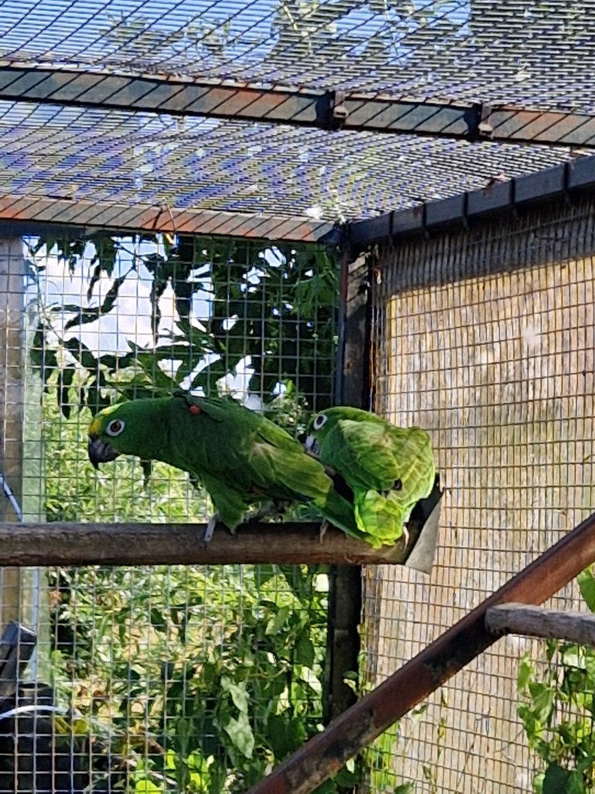 Koppel geelvoorhoofd amazones, Meerdere dieren, Parkiet