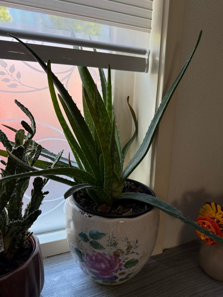 Grote Aloë Vera plant in sierpot, Ophalen, Vetplant, In pot, Minder dan 100 cm