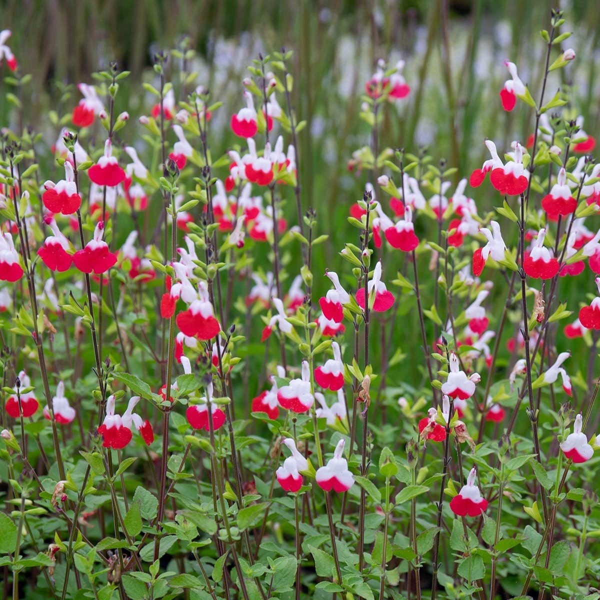Salvia microphylla 'Hot Lips' - Rood-witte Salie, Tuin en Terras, Volle zon, Vaste plant, Zomer, Ophalen