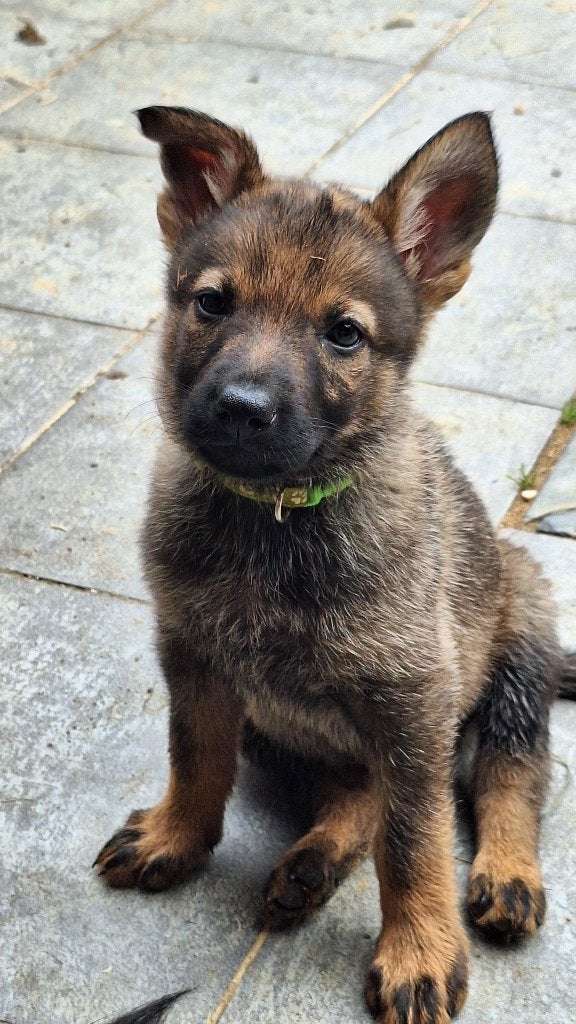 Duitse herder pups met stamboom 2 teefjes, Dieren en Toebehoren, Honden | Herdershonden en Veedrijvers, België, Fokker | Hobbymatig