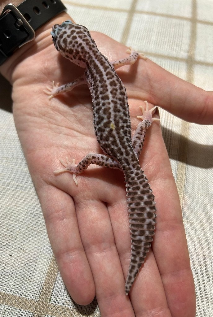Luipaardgekko - 0.0.1 Leopard Gecko photo 6