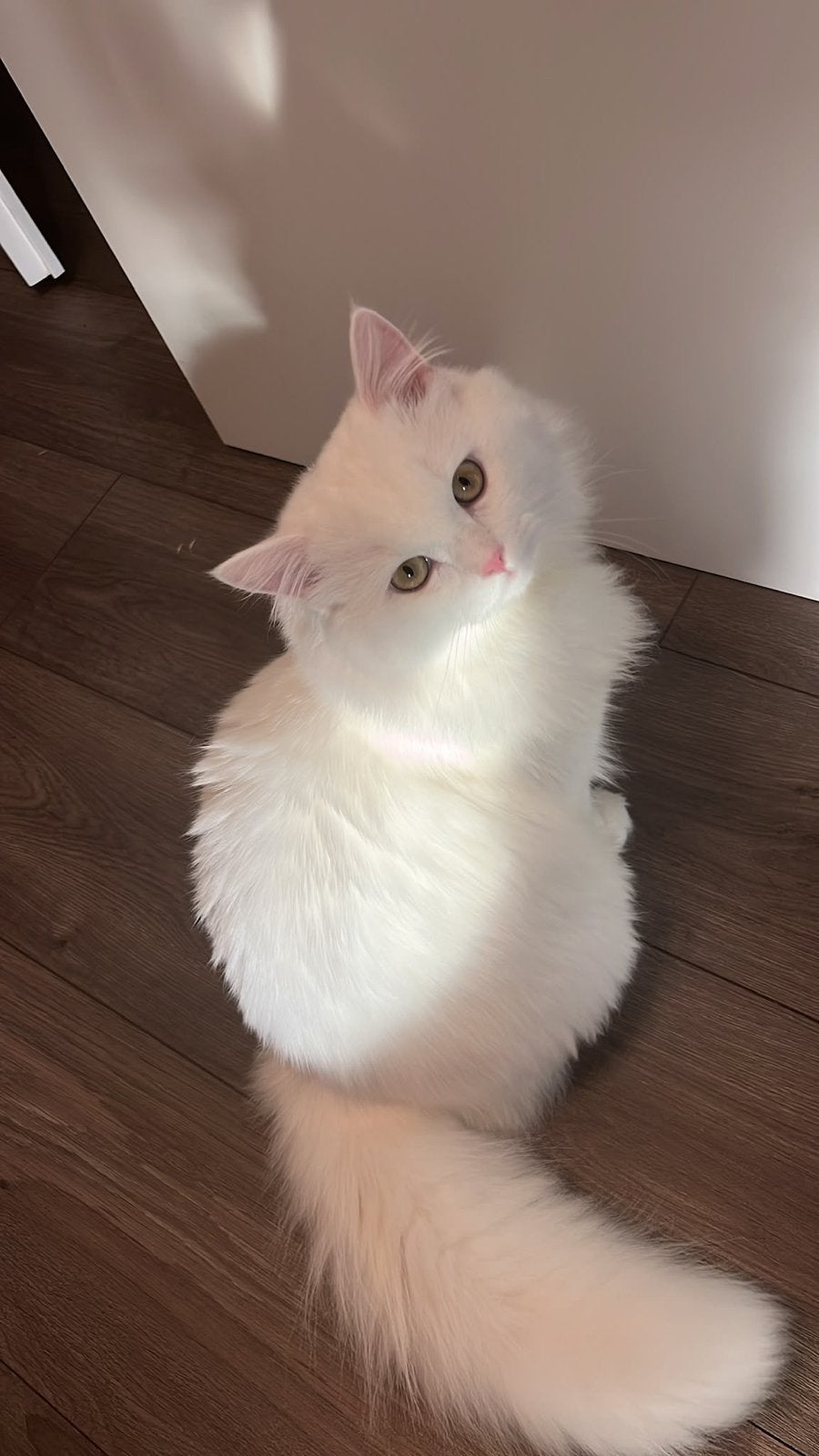 Britse langhaar - wit en super schattig, Dieren en Toebehoren, Kater, Langharig, 0 tot 2 jaar