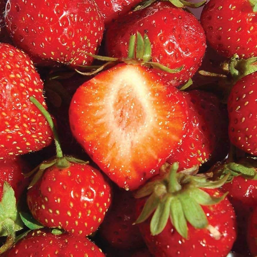 Doordragende flamenco aardbeiplanten, Ophalen, Vaste plant, Overige soorten, Volle zon