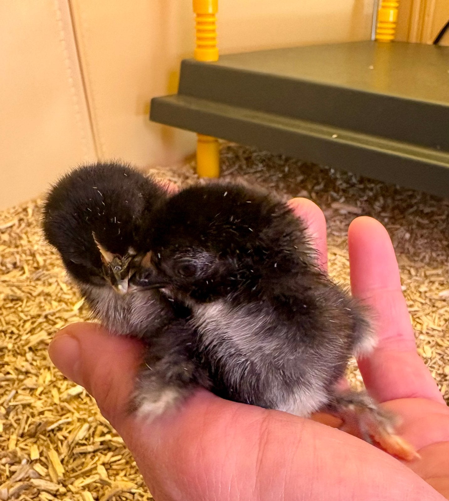 Tamme Cochin Kriel Hen (15 weken) – Zelf uitgebroed!, Vrouwelijk, Kip