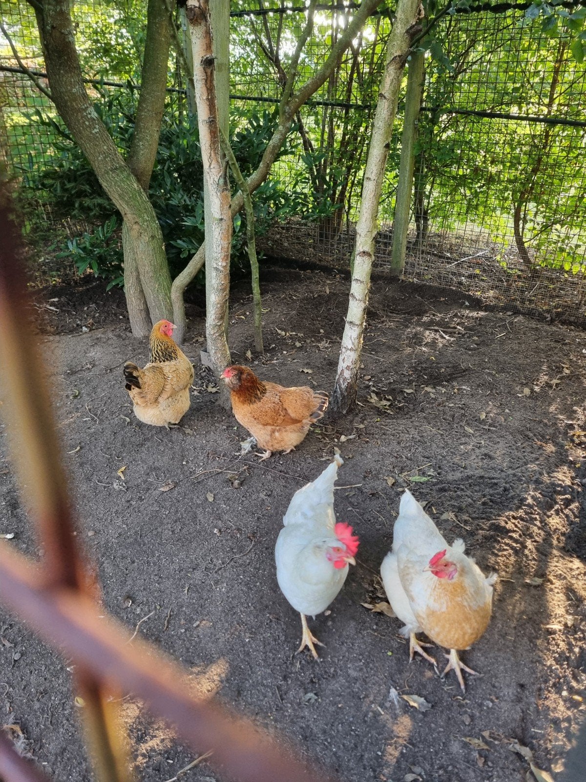 kippen en een haantje te koop, redelijk tam, Meerdere dieren, Kip
