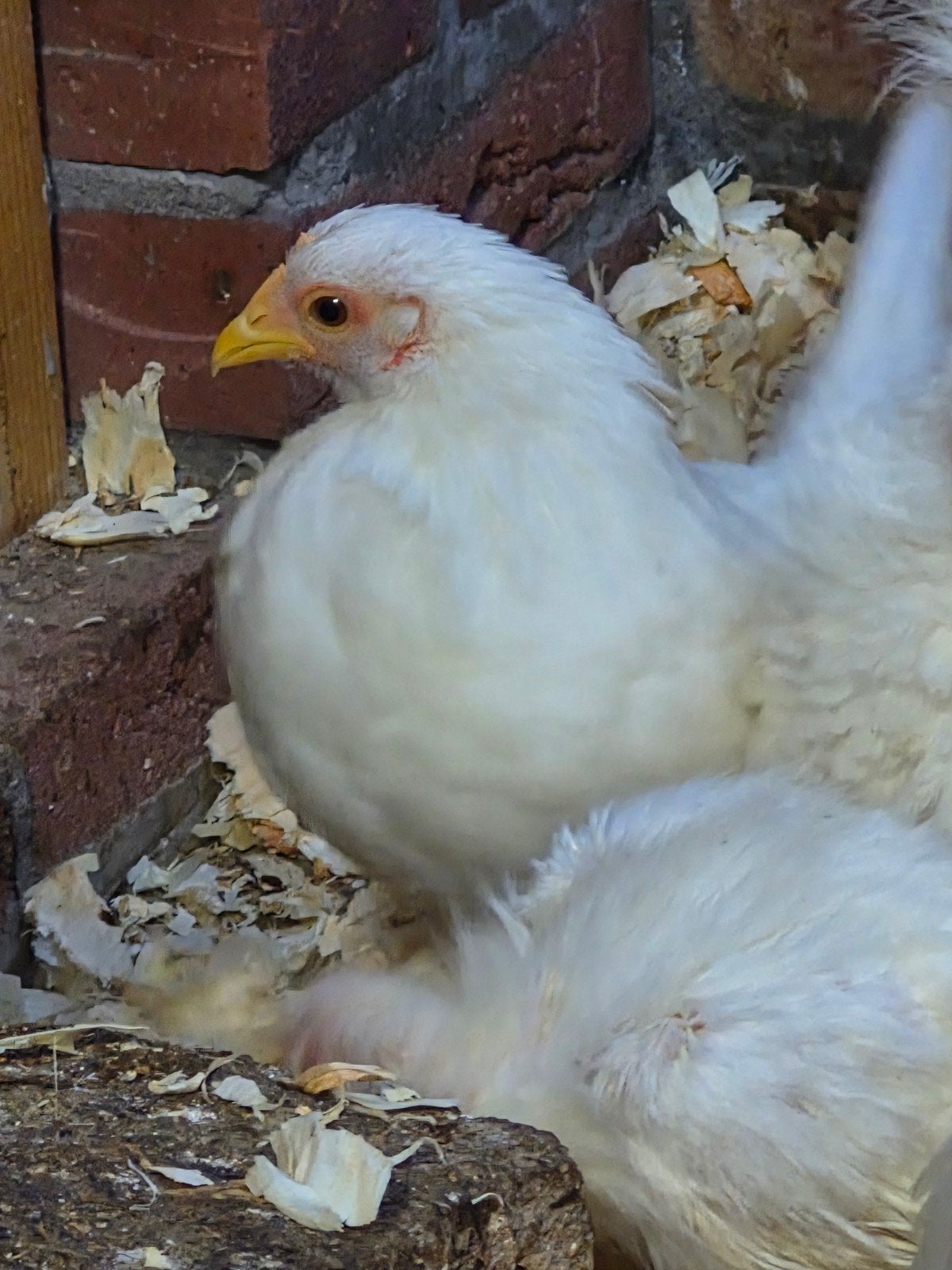 serama hen wit, Vrouwelijk, Kip