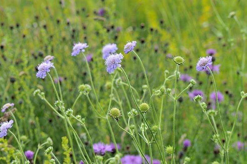 Stekjes Beemdkroon (Knautia arvensis), Volle zon, Vaste plant, Zomer, Ophalen