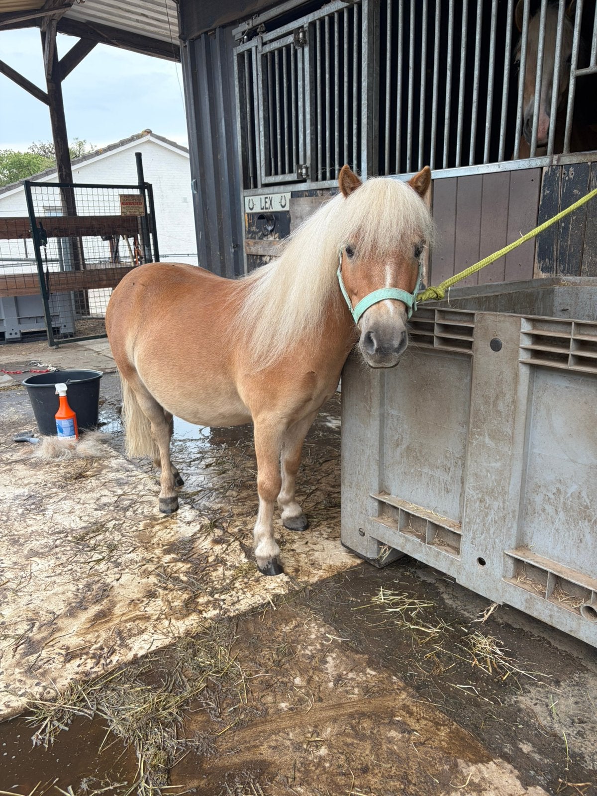 Shetlander ruin / mini haflinger, Dieren en Toebehoren, Ruin, A pony (tot 1.17m), 3 tot 6 jaar, Gechipt