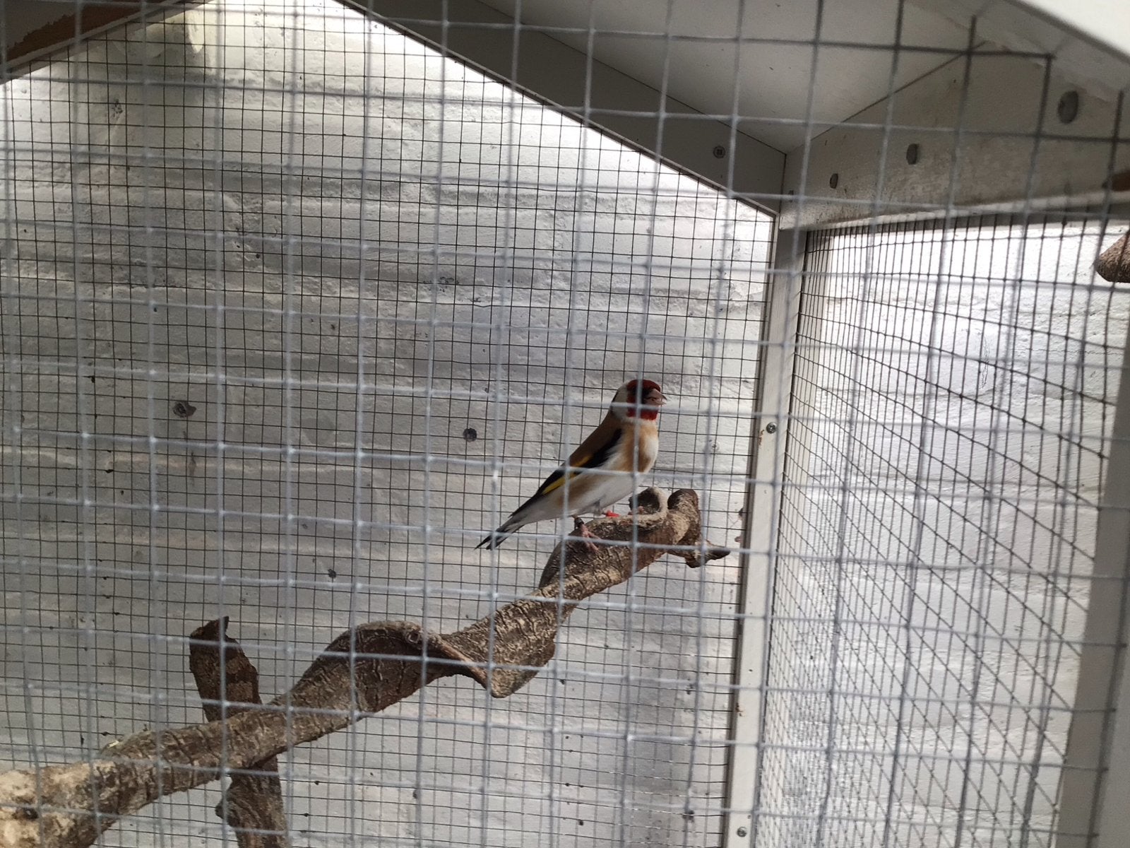 Te koop. Major. Putter man 2025, Dieren en Toebehoren, Mannelijk, Wildzangvogel, Geringd