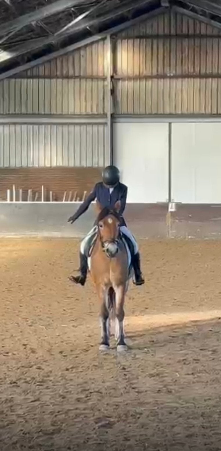Bijrijd paard gezocht, Dieren en Toebehoren, Ophalen of Verzenden, Zo goed als nieuw