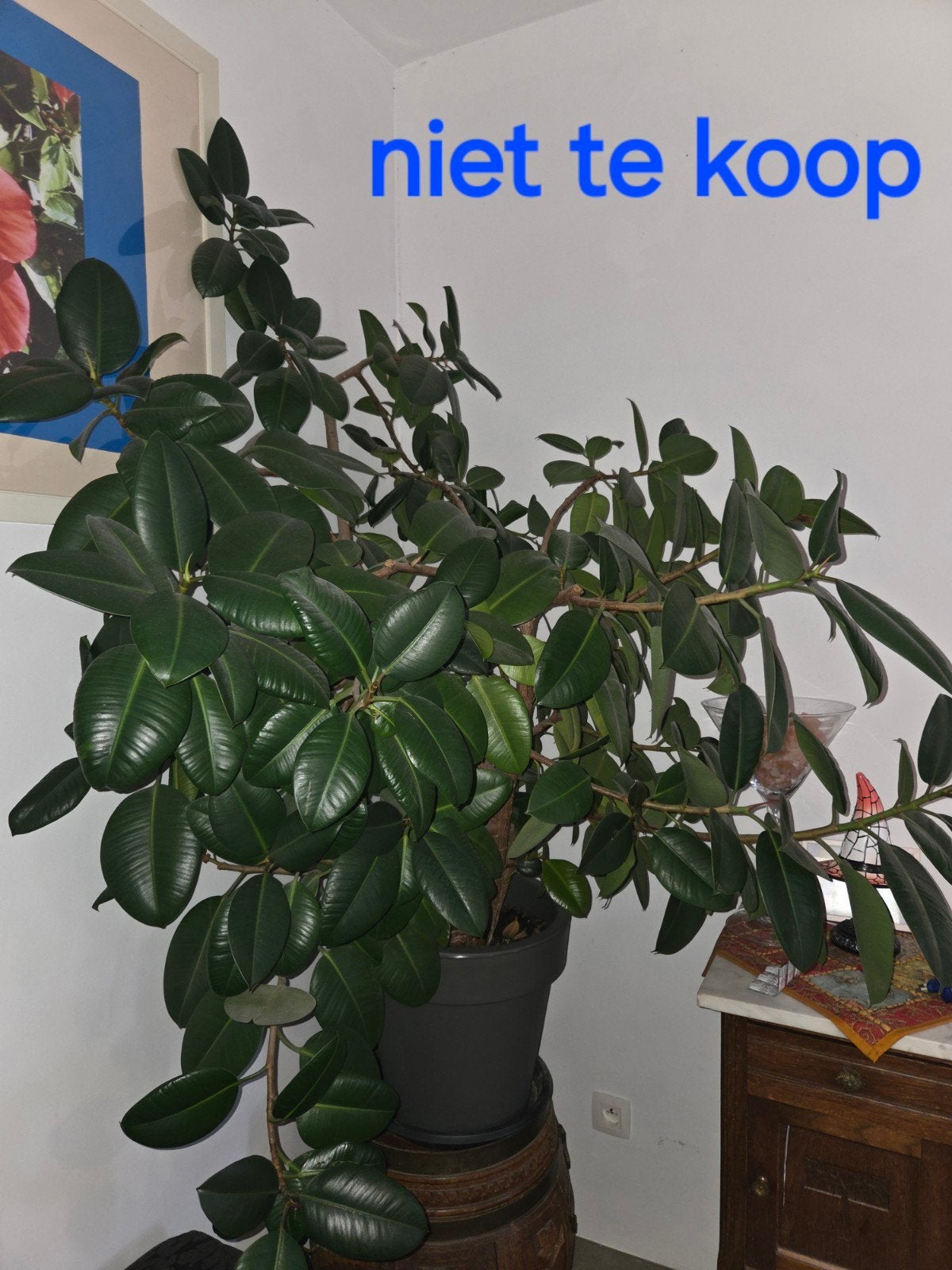 Foto 12 van ficus elastica