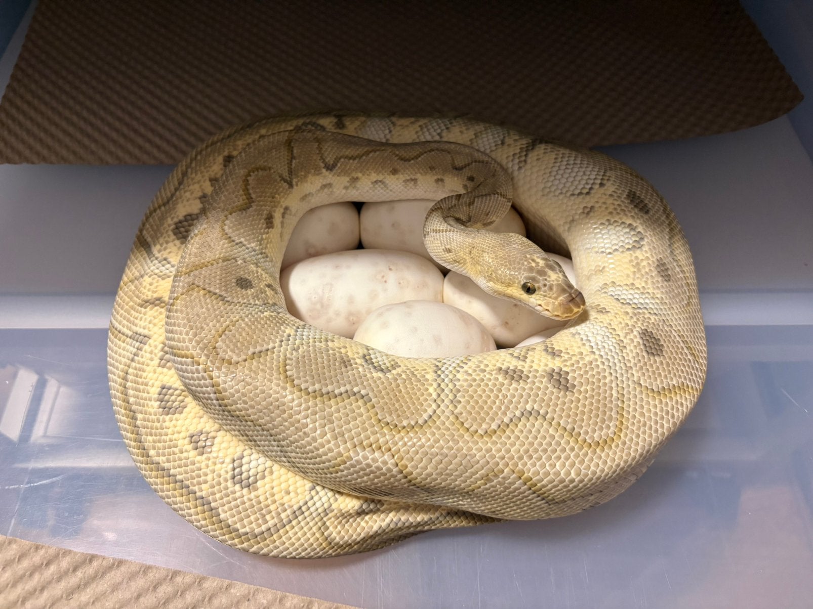 Kweekkoppel Clown ball python regius te koop Ball Python - male for sale from RPM