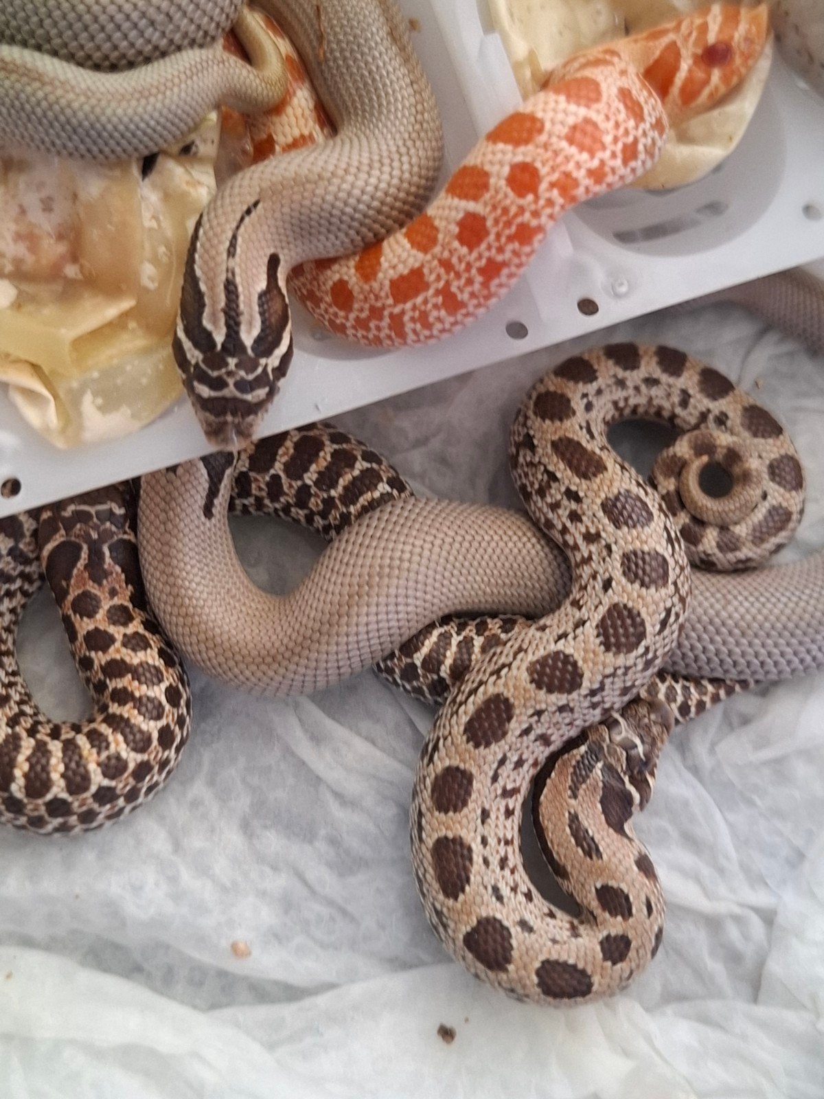 haakneus slang Hognose Snake photo 5