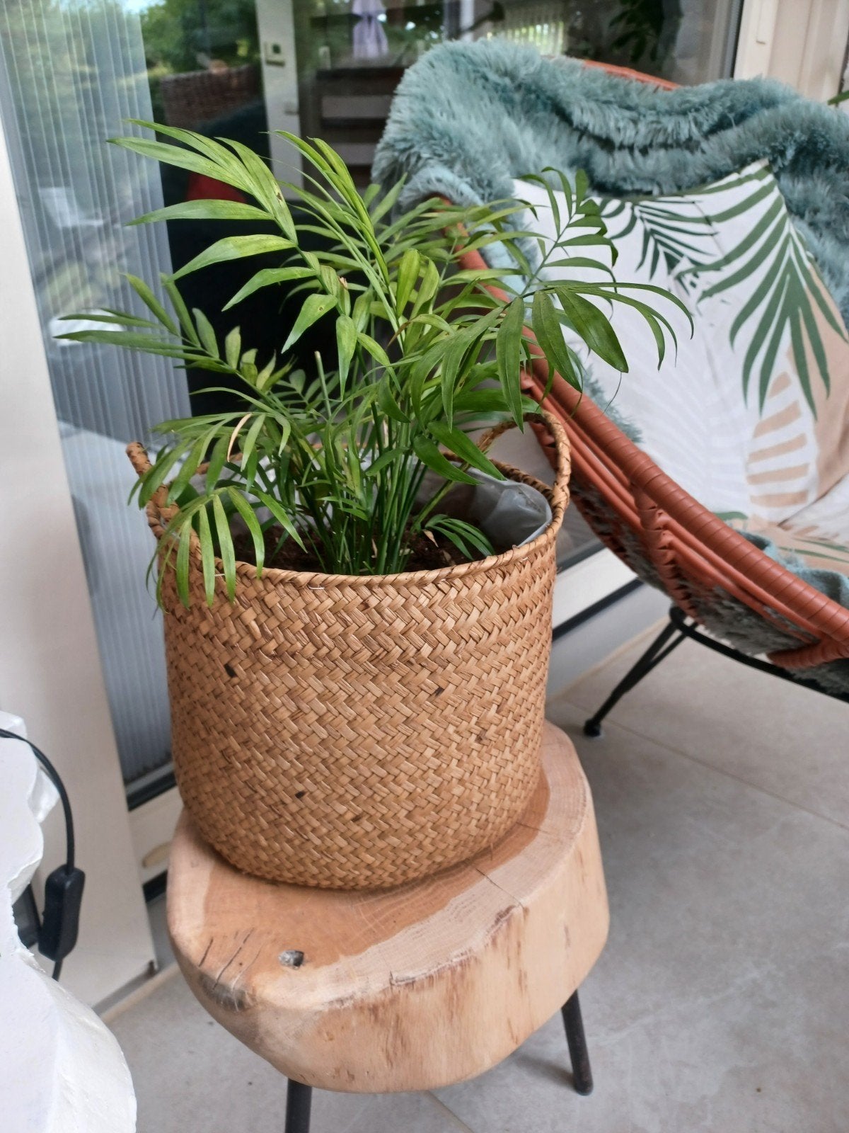 Kleine palm in rieten pot, Ophalen, Palm, Halfschaduw, In pot