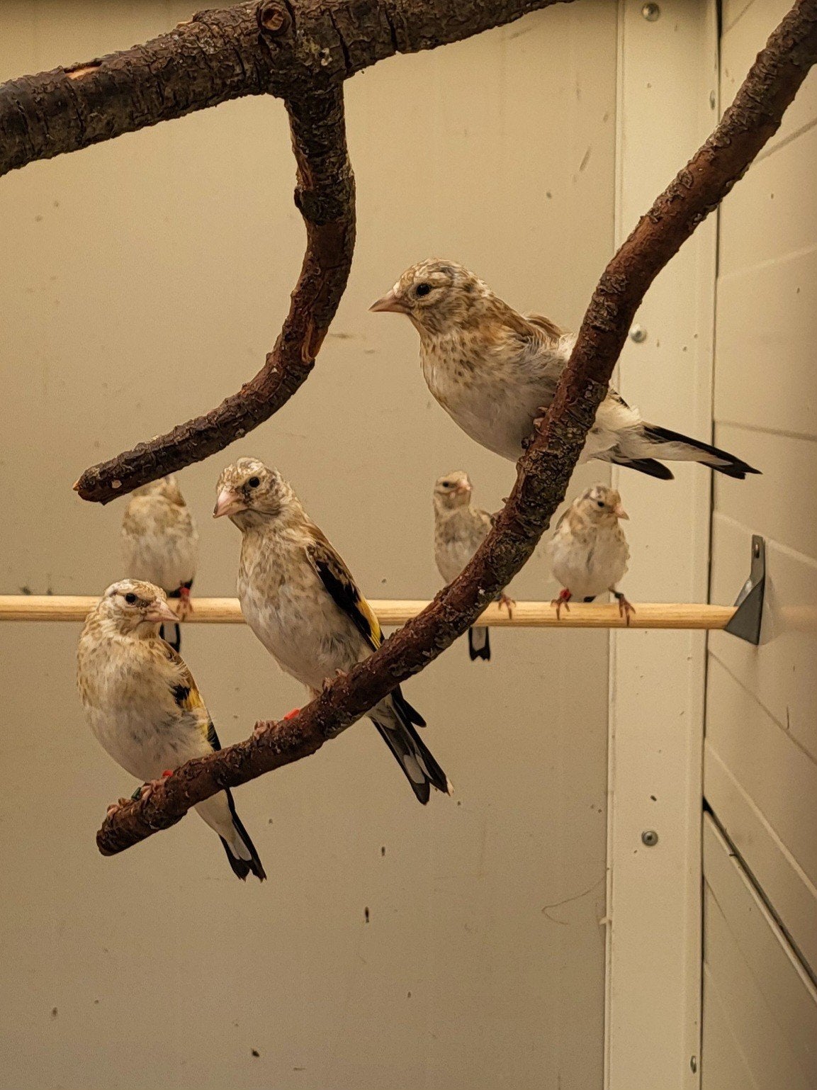 Majoor putters. Van 2026., Dieren en Toebehoren, Vogels | Overige Vogels, Geslacht onbekend, Wildzangvogel