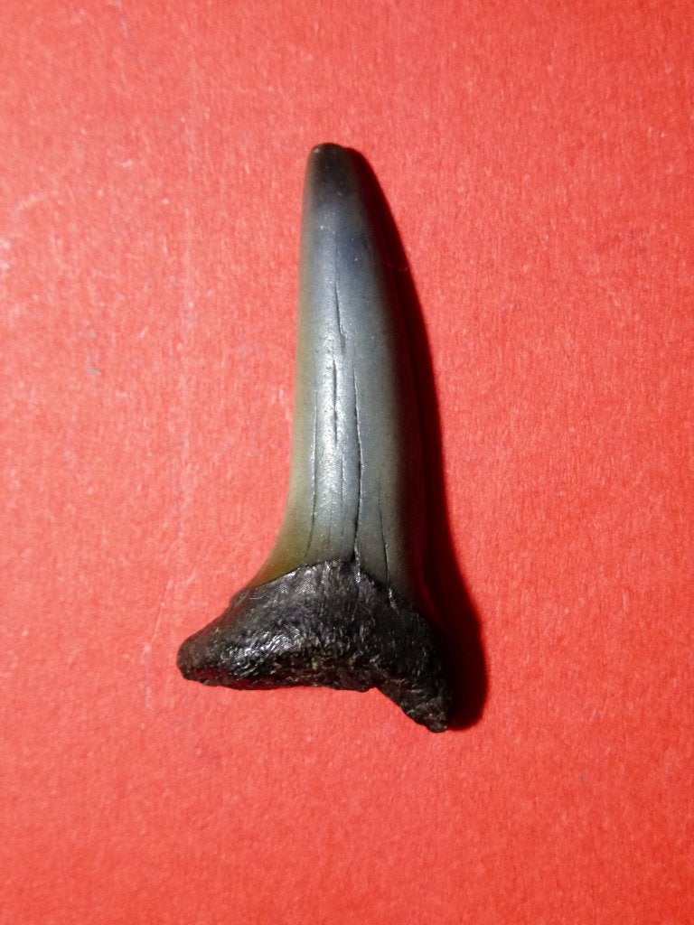 Prachtige grote HAAIENTAND fossiel van Strand Cadzand!, Verzamelen, Mineralen en Fossielen, Ophalen of Verzenden, Fossiel