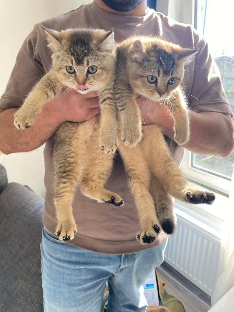 Britse korthaar, Meerdere dieren, Gechipt, 0 tot 2 jaar