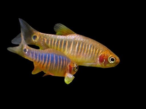 Emerald rasbora. 2 stuks, Dieren en Toebehoren, Vissen | Aquariumvissen, Vis