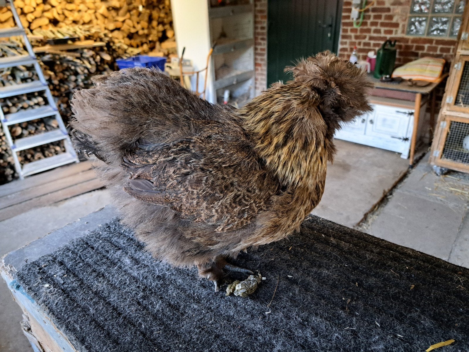 Zijdehoen hennetjes Goudpatrijs, Dieren en Toebehoren, Vrouwelijk, Kip