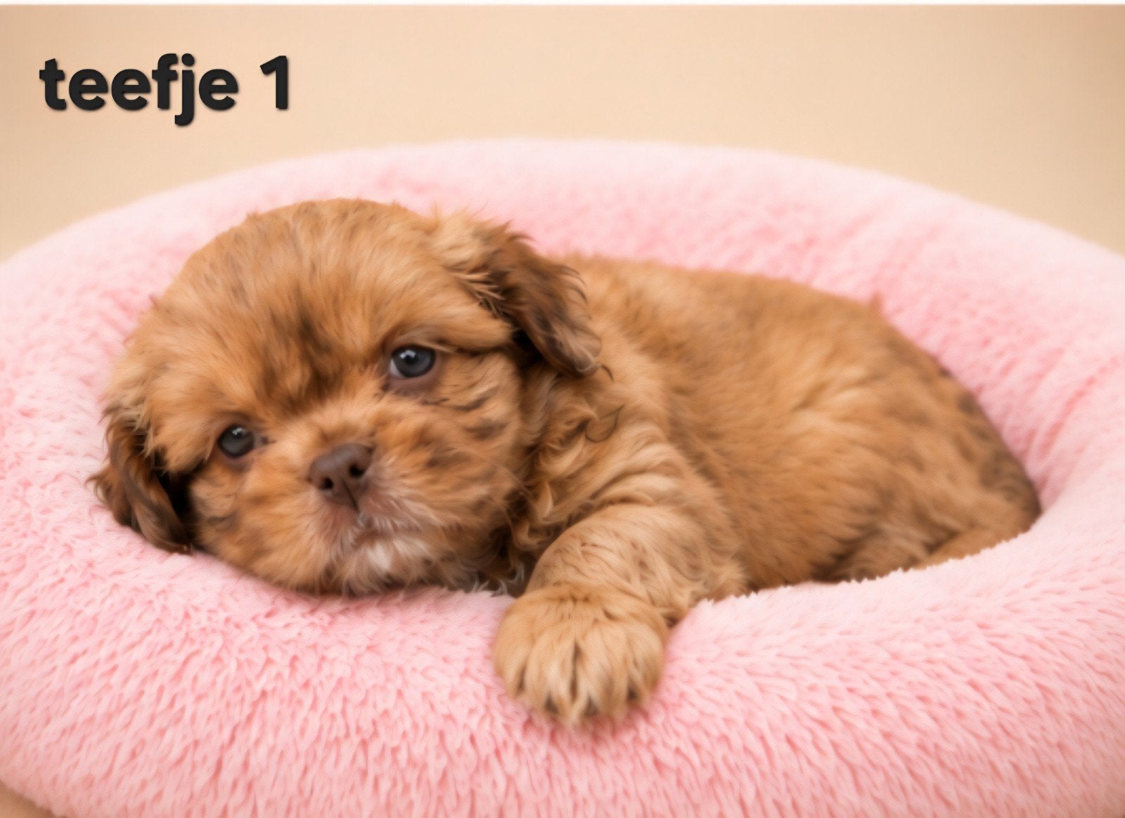 Mooie gezonde boomer pups. Maltezer maal shih tzu, Dieren en Toebehoren, Honden | Chihuahua's en Gezelschapshonden, Parvo, Overige rassen