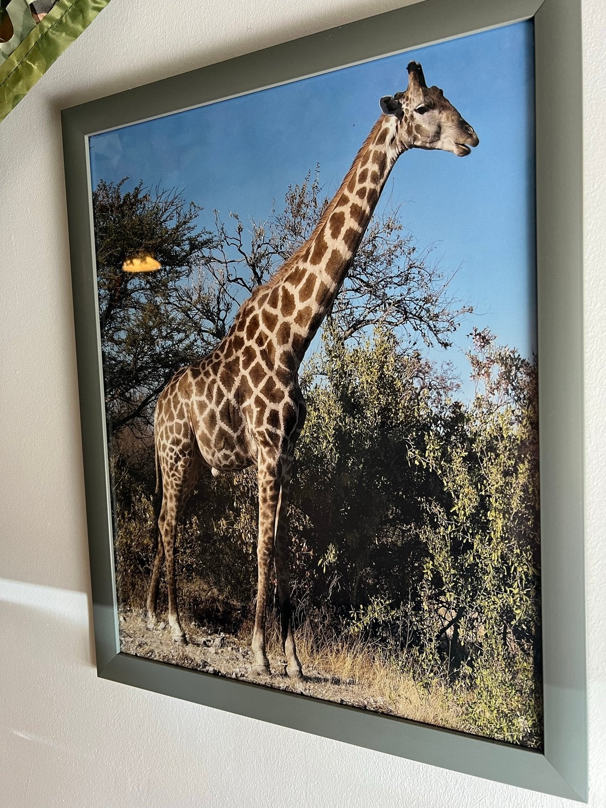 Ingelijste foto's Freek Vonk/dieren., Ophalen, Zo goed als nieuw, Foto of Poster, 5 – 50