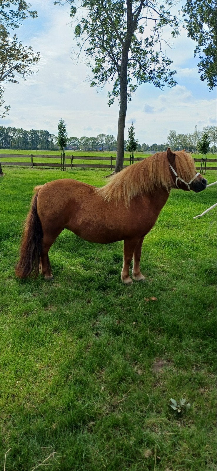 wegens aanfok meerdere shetlanders  te koop, Dieren en Toebehoren, Merrie, A pony (tot 1.17m), Met stamboom