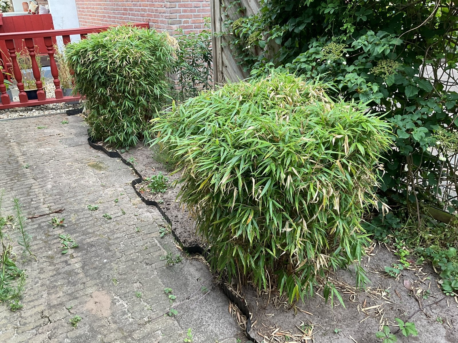 Bamboe planten voor tuin of terras, Tuin en Terras, Volle zon, Vaste plant, Bloeit niet, Ophalen
