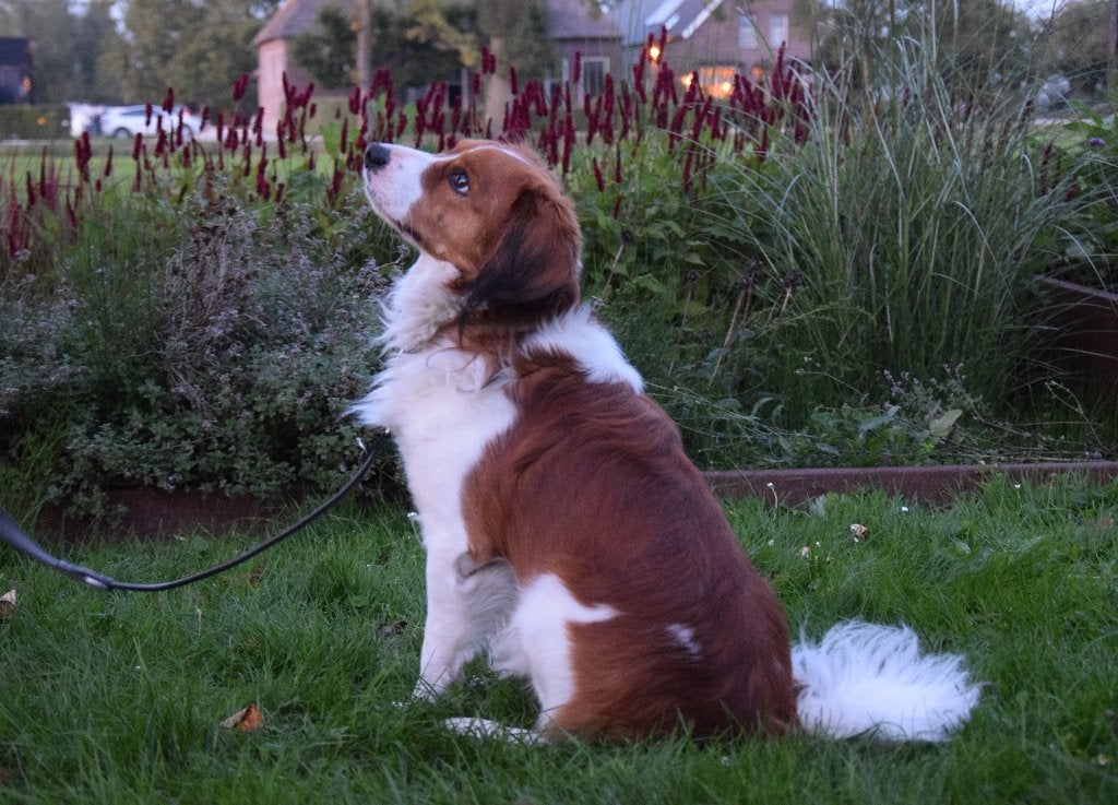 Prachtige kooiker reuen  ter dekking aangeboden., Reu, CDV (hondenziekte), Eén hond, 3 tot 5 jaar