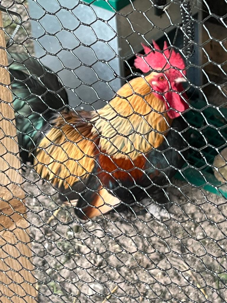3 hanen 1bruine en 2 witte, Dieren en Toebehoren, Mannelijk, Kip
