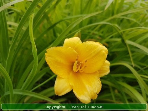 Eendagsbloem Hemerocallis Stella de Oro, Ophalen, Overige soorten, Halfschaduw