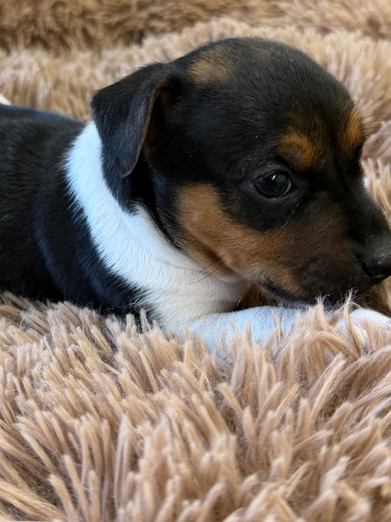 Jack russel, België, Particulier, Jack Russell Terriër, 8 tot 15 weken