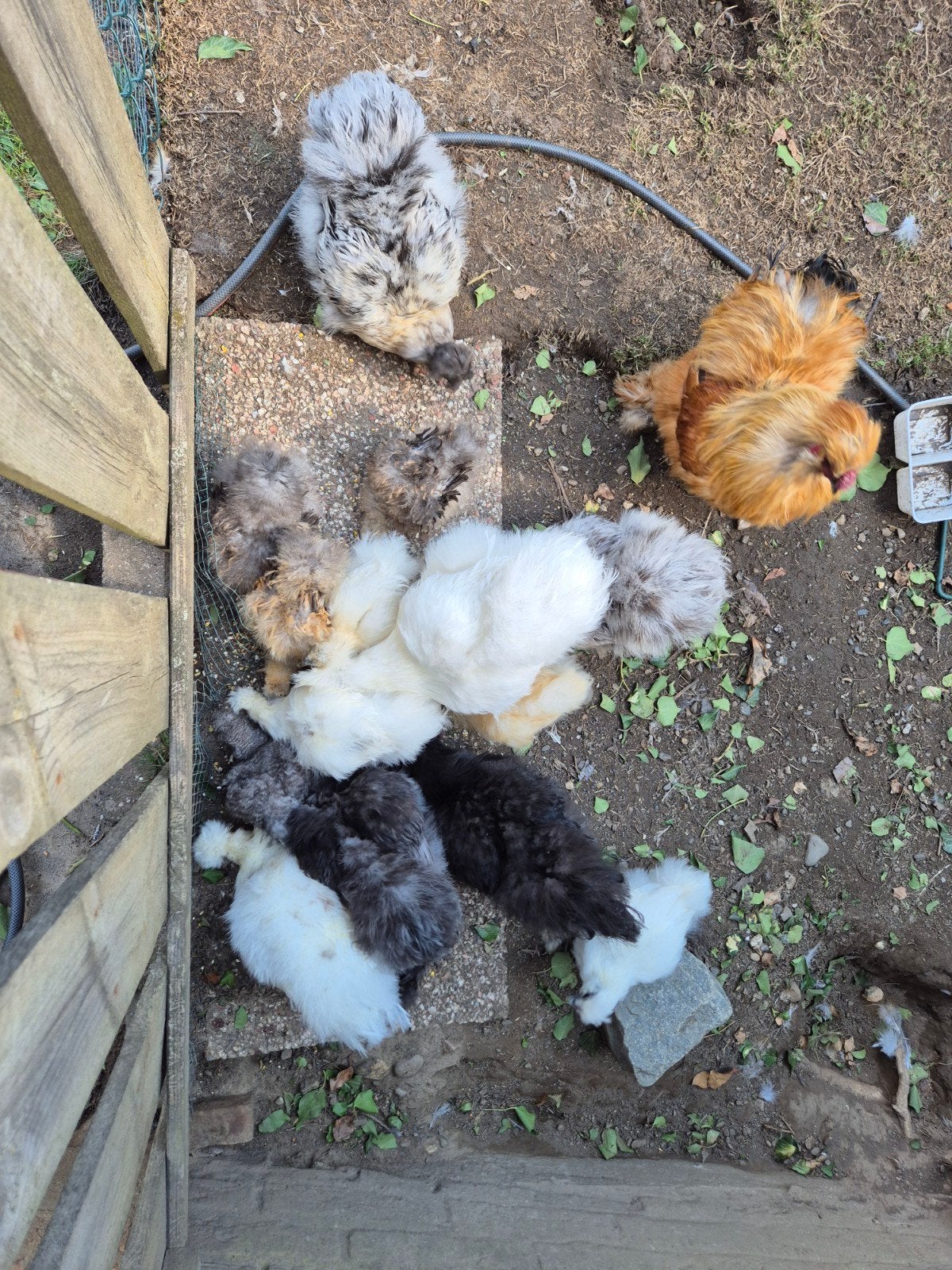 Usa Zijdehoen kuikens, Dieren en Toebehoren, Meerdere dieren, Kip