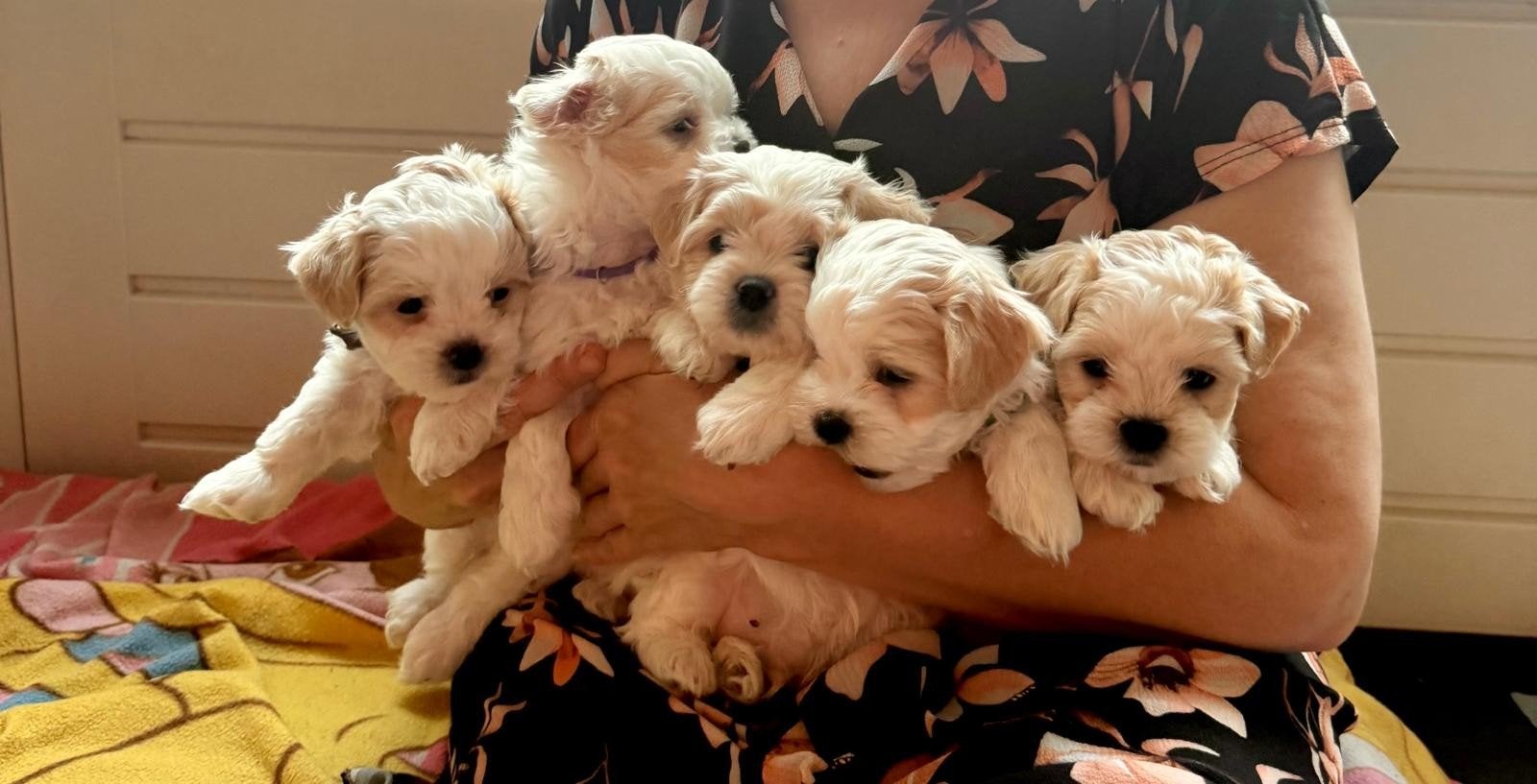 Maltipoo/Boomer pups, Dieren en Toebehoren, Parvo, 8 tot 15 weken, Meerdere, Nederland